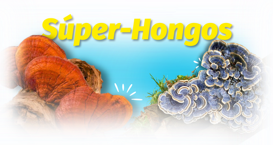 Descubre los Superpoderes del Reishi y el Turkey Tail